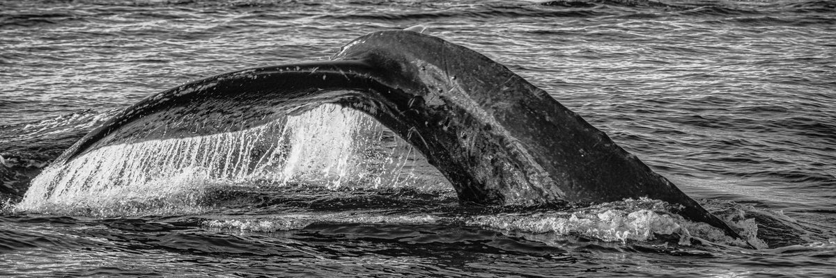 Aqua Elegance by Lance Ehrecke, monochromatic photograph of a humpback whale tail off West Maui.