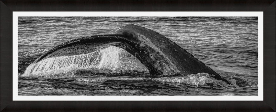 Aqua Elegance | Monochromatic Humpback Graceful Tail - Maui Fine Art Collective - 3500-5500, 800-3500, Acrylic, Artwork, Best Wall Artwork, black, Black & White, Boat, Canvas, Hawaii, Island, lahaina, Lance Ehrecke, maui, Maui Hawaii Fine Art Photography, Maui Hawaii Wall Art, Metal, Monochromatic, Moody, new arrivals, New Moments, ocean, open-edition, over-5500, panoramic, Prints, size-20-x-60, size-30-x-90, Sunrise, Visual Artwork, Water, waves, White