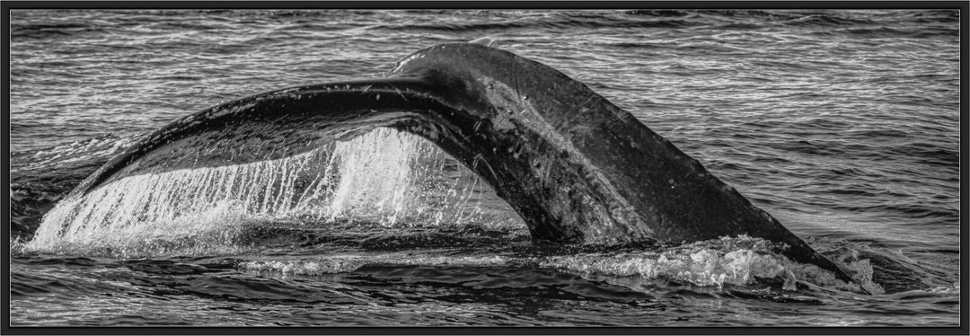 Aqua Elegance | Monochromatic Humpback Graceful Tail - Maui Fine Art Collective - 3500-5500, 800-3500, Acrylic, Artwork, Best Wall Artwork, black, Black & White, Boat, Canvas, Hawaii, Island, lahaina, Lance Ehrecke, maui, Maui Hawaii Fine Art Photography, Maui Hawaii Wall Art, Metal, Monochromatic, Moody, new arrivals, New Moments, ocean, open-edition, over-5500, panoramic, Prints, size-20-x-60, size-30-x-90, Sunrise, Visual Artwork, Water, waves, White