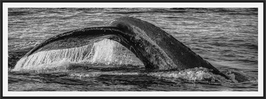 Aqua Elegance | Monochromatic Humpback Graceful Tail - Maui Fine Art Collective - 3500-5500, 800-3500, Acrylic, Artwork, Best Wall Artwork, black, Black & White, Boat, Canvas, Hawaii, Island, lahaina, Lance Ehrecke, maui, Maui Hawaii Fine Art Photography, Maui Hawaii Wall Art, Metal, Monochromatic, Moody, new arrivals, New Moments, ocean, open-edition, over-5500, panoramic, Prints, size-20-x-60, size-30-x-90, Sunrise, Visual Artwork, Water, waves, White