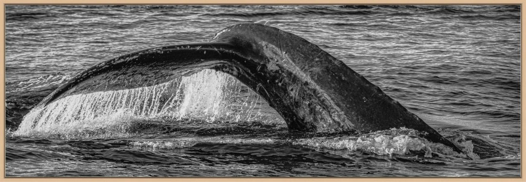 Aqua Elegance | Monochromatic Humpback Graceful Tail - Maui Fine Art Collective - 3500-5500, 800-3500, Acrylic, Artwork, Best Wall Artwork, black, Black & White, Boat, Canvas, Hawaii, Island, lahaina, Lance Ehrecke, maui, Maui Hawaii Fine Art Photography, Maui Hawaii Wall Art, Metal, Monochromatic, Moody, new arrivals, New Moments, ocean, open-edition, over-5500, panoramic, Prints, size-20-x-60, size-30-x-90, Sunrise, Visual Artwork, Water, waves, White