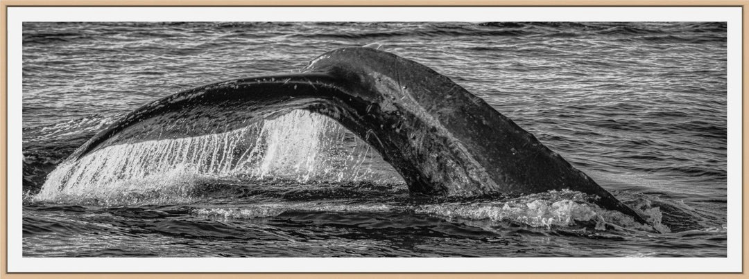 Aqua Elegance | Monochromatic Humpback Graceful Tail - Maui Fine Art Collective - 3500-5500, 800-3500, Acrylic, Artwork, Best Wall Artwork, black, Black & White, Boat, Canvas, Hawaii, Island, lahaina, Lance Ehrecke, maui, Maui Hawaii Fine Art Photography, Maui Hawaii Wall Art, Metal, Monochromatic, Moody, new arrivals, New Moments, ocean, open-edition, over-5500, panoramic, Prints, size-20-x-60, size-30-x-90, Sunrise, Visual Artwork, Water, waves, White