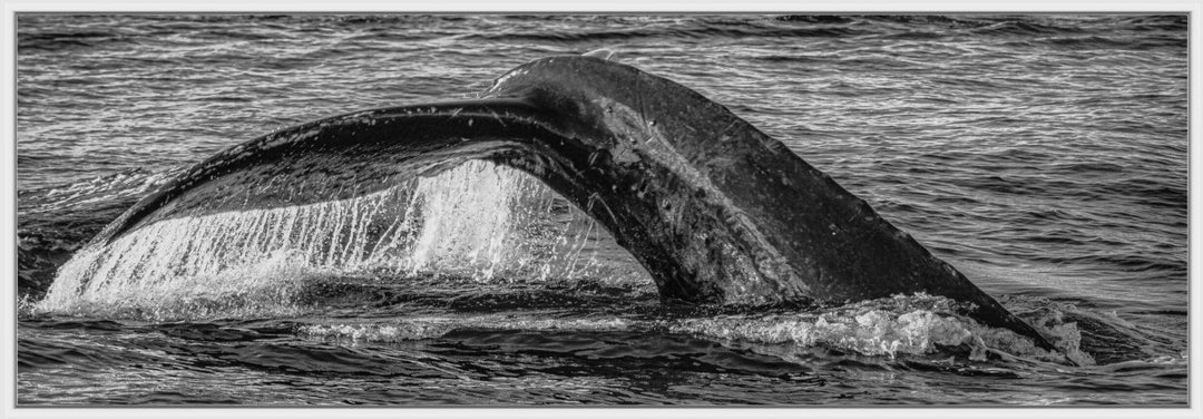 Aqua Elegance | Monochromatic Humpback Graceful Tail - Maui Fine Art Collective - 3500-5500, 800-3500, Acrylic, Artwork, Best Wall Artwork, black, Black & White, Boat, Canvas, Hawaii, Island, lahaina, Lance Ehrecke, maui, Maui Hawaii Fine Art Photography, Maui Hawaii Wall Art, Metal, Monochromatic, Moody, new arrivals, New Moments, ocean, open-edition, over-5500, panoramic, Prints, size-20-x-60, size-30-x-90, Sunrise, Visual Artwork, Water, waves, White