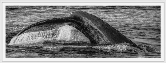 Aqua Elegance | Monochromatic Humpback Graceful Tail - Maui Fine Art Collective - 3500-5500, 800-3500, Acrylic, Artwork, Best Wall Artwork, black, Black & White, Boat, Canvas, Hawaii, Island, lahaina, Lance Ehrecke, maui, Maui Hawaii Fine Art Photography, Maui Hawaii Wall Art, Metal, Monochromatic, Moody, new arrivals, New Moments, ocean, open-edition, over-5500, panoramic, Prints, size-20-x-60, size-30-x-90, Sunrise, Visual Artwork, Water, waves, White