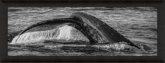 Aqua Elegance | Monochromatic Humpback Graceful Tail - Maui Fine Art Collective - 3500-5500, 800-3500, Acrylic, Artwork, Best Wall Artwork, black, Black & White, Boat, Canvas, Hawaii, Island, lahaina, Lance Ehrecke, maui, Maui Hawaii Fine Art Photography, Maui Hawaii Wall Art, Metal, Monochromatic, Moody, new arrivals, New Moments, ocean, open-edition, over-5500, panoramic, Prints, size-20-x-60, size-30-x-90, Sunrise, Visual Artwork, Water, waves, White