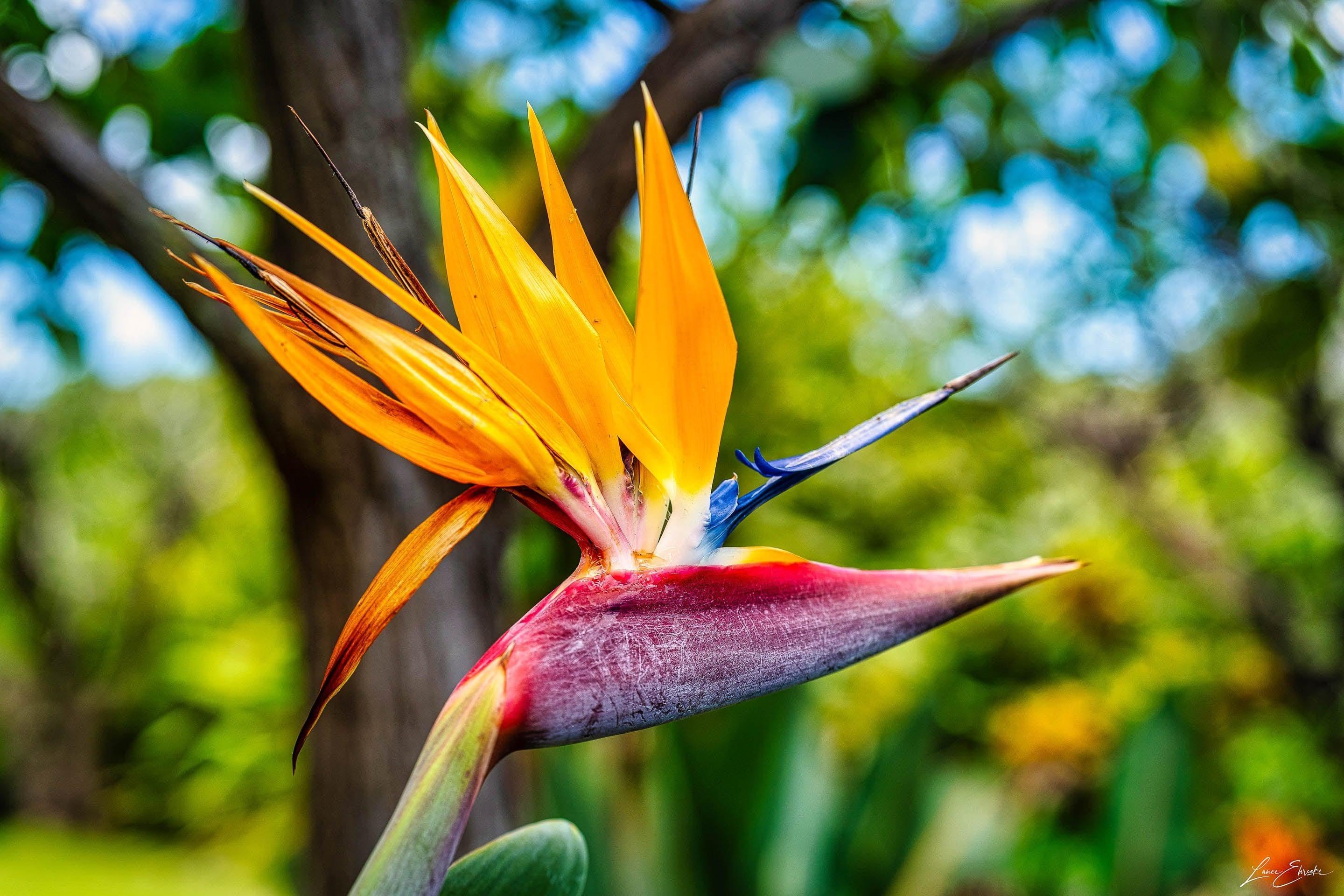 Bird of Paradise Flower - Maui Fine Art Collective - 3500-5500, 800-3500, Best Wall Artwork, Hawaii, horizontal, Kahana, kihei, Lance Ehrecke, Maui Hawaii Fine Art Photography, Maui Hawaii Wall Art, open-edition, over-5500, size-16x-24, size-24-x-36, size-40-x-60