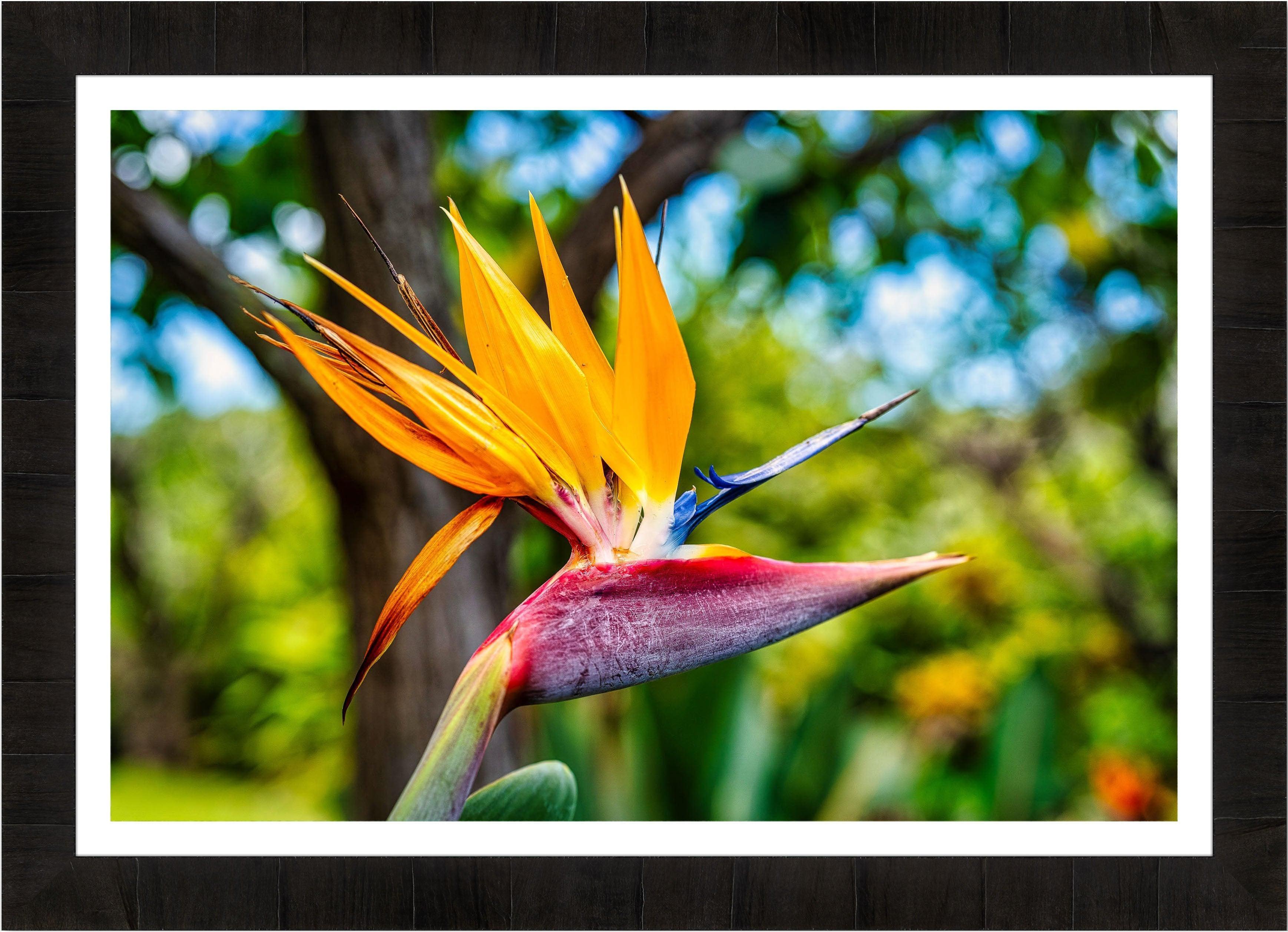 Bird of Paradise Flower | Hawaiian wall art print – Maui