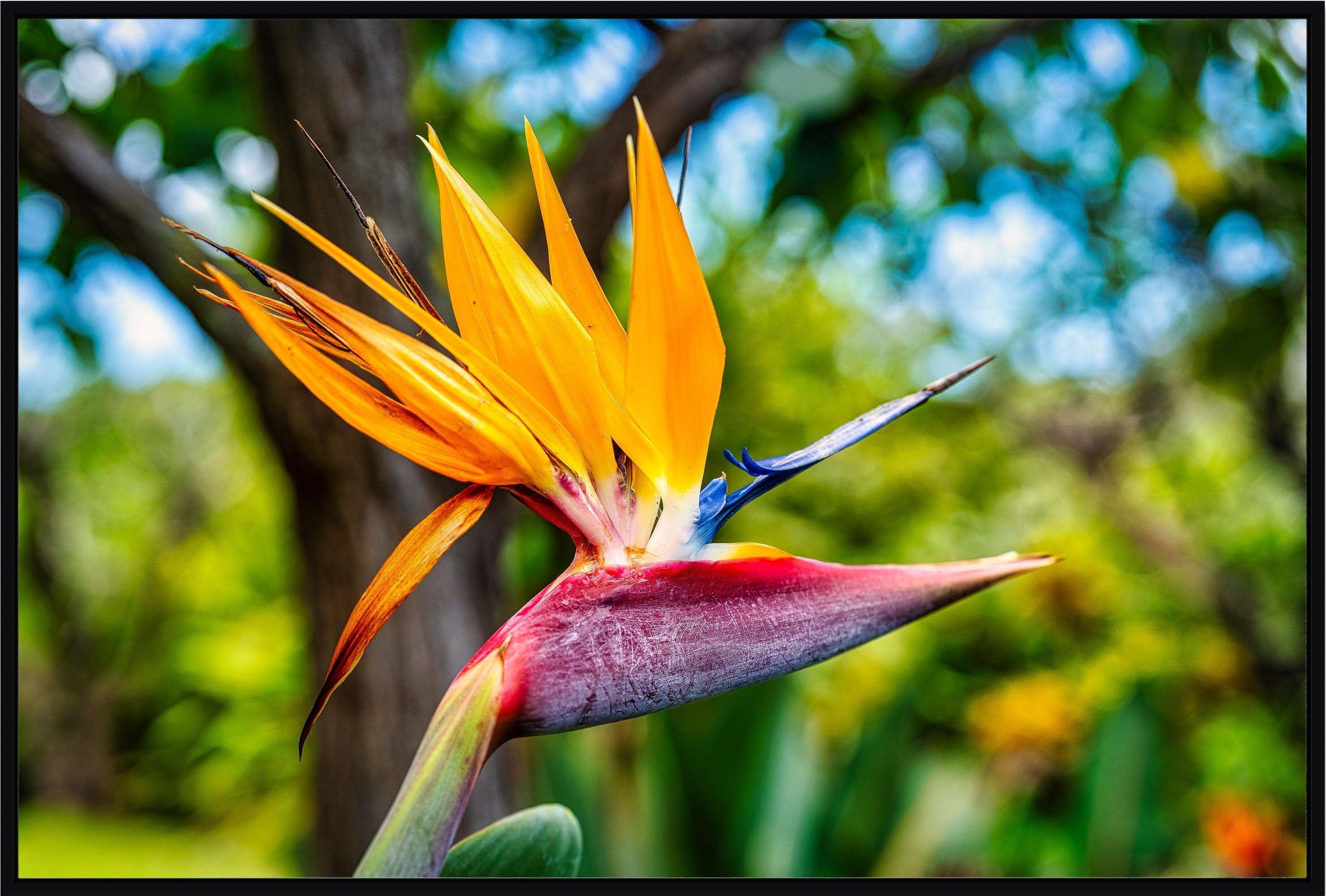 Bird of Paradise Flower | Hawaiian wall art print – Maui Fine Art