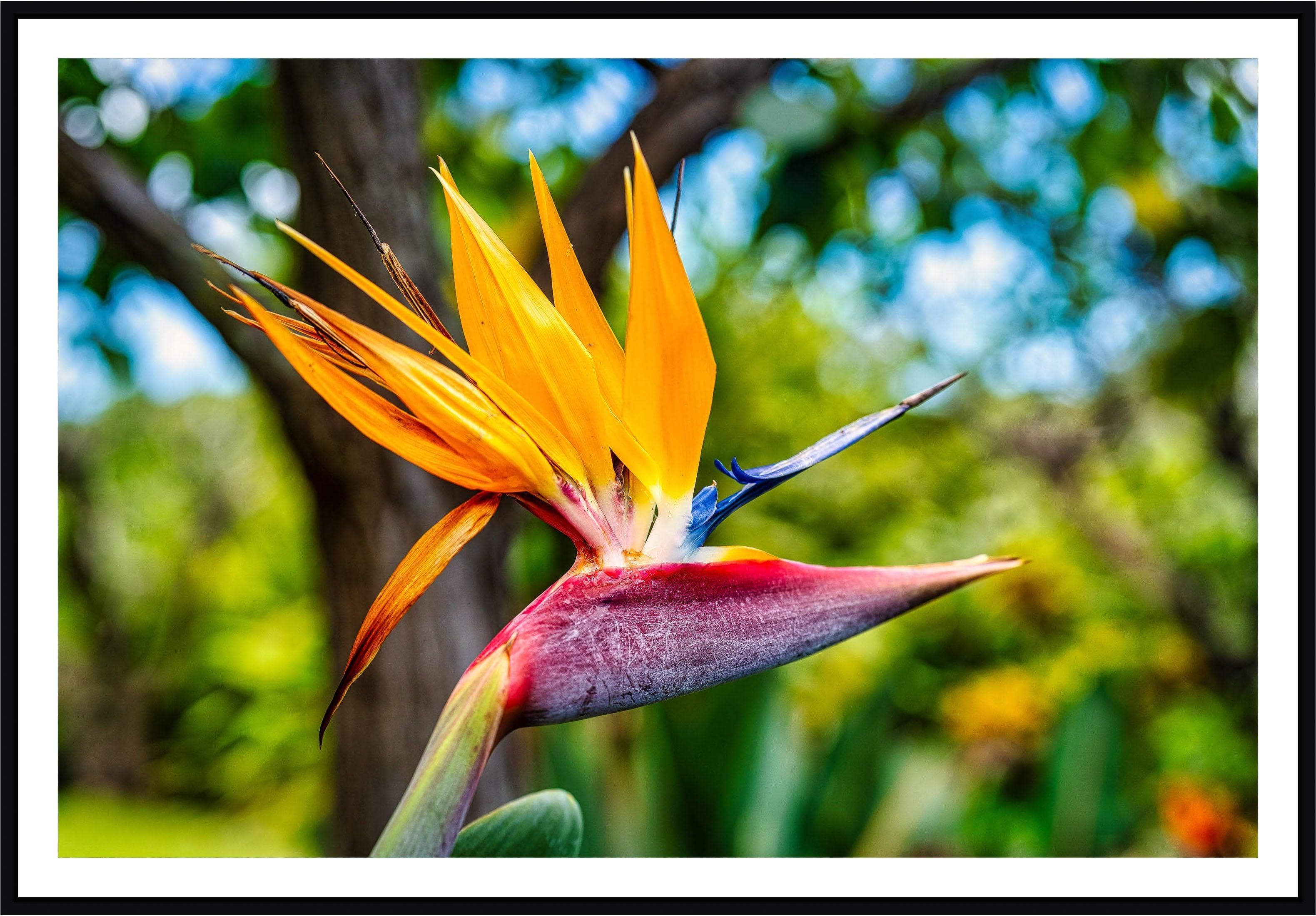 Bird of Paradise Flower | Hawaiian wall art print – Maui Fine Art