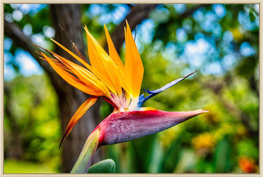 Bird of Paradise Flower - Maui Fine Art Collective - 3500-5500, 800-3500, Best Wall Artwork, Hawaii, horizontal, Kahana, kihei, Lance Ehrecke, Maui Hawaii Fine Art Photography, Maui Hawaii Wall Art, open-edition, over-5500, size-16x-24, size-24-x-36, size-40-x-60