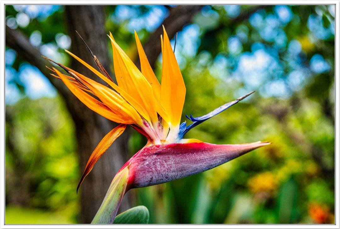 Bird of Paradise Flower - Maui Fine Art Collective - 3500-5500, 800-3500, Best Wall Artwork, Hawaii, horizontal, Kahana, kihei, Lance Ehrecke, Maui Hawaii Fine Art Photography, Maui Hawaii Wall Art, open-edition, over-5500, size-16x-24, size-24-x-36, size-40-x-60