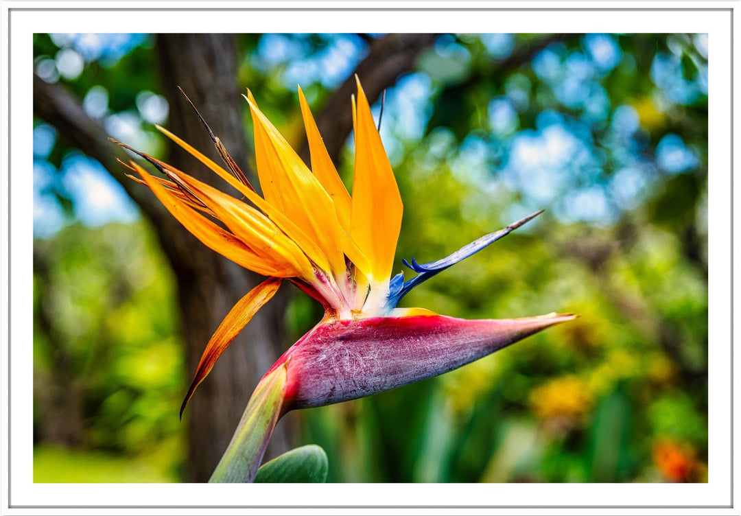 Bird of Paradise Flower - Maui Fine Art Collective - 3500-5500, 800-3500, Best Wall Artwork, Hawaii, horizontal, Kahana, kihei, Lance Ehrecke, Maui Hawaii Fine Art Photography, Maui Hawaii Wall Art, open-edition, over-5500, size-16x-24, size-24-x-36, size-40-x-60