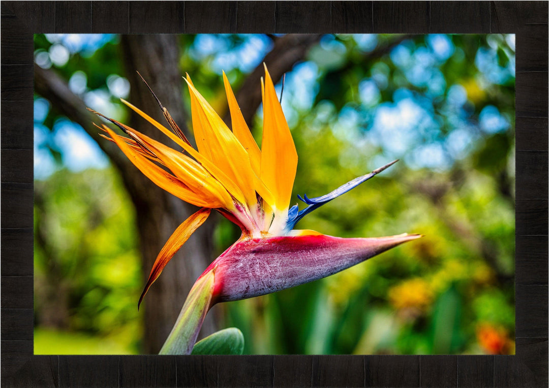 Bird of Paradise Flower - Maui Fine Art Collective - 3500-5500, 800-3500, Best Wall Artwork, Hawaii, horizontal, Kahana, kihei, Lance Ehrecke, Maui Hawaii Fine Art Photography, Maui Hawaii Wall Art, open-edition, over-5500, size-16x-24, size-24-x-36, size-40-x-60