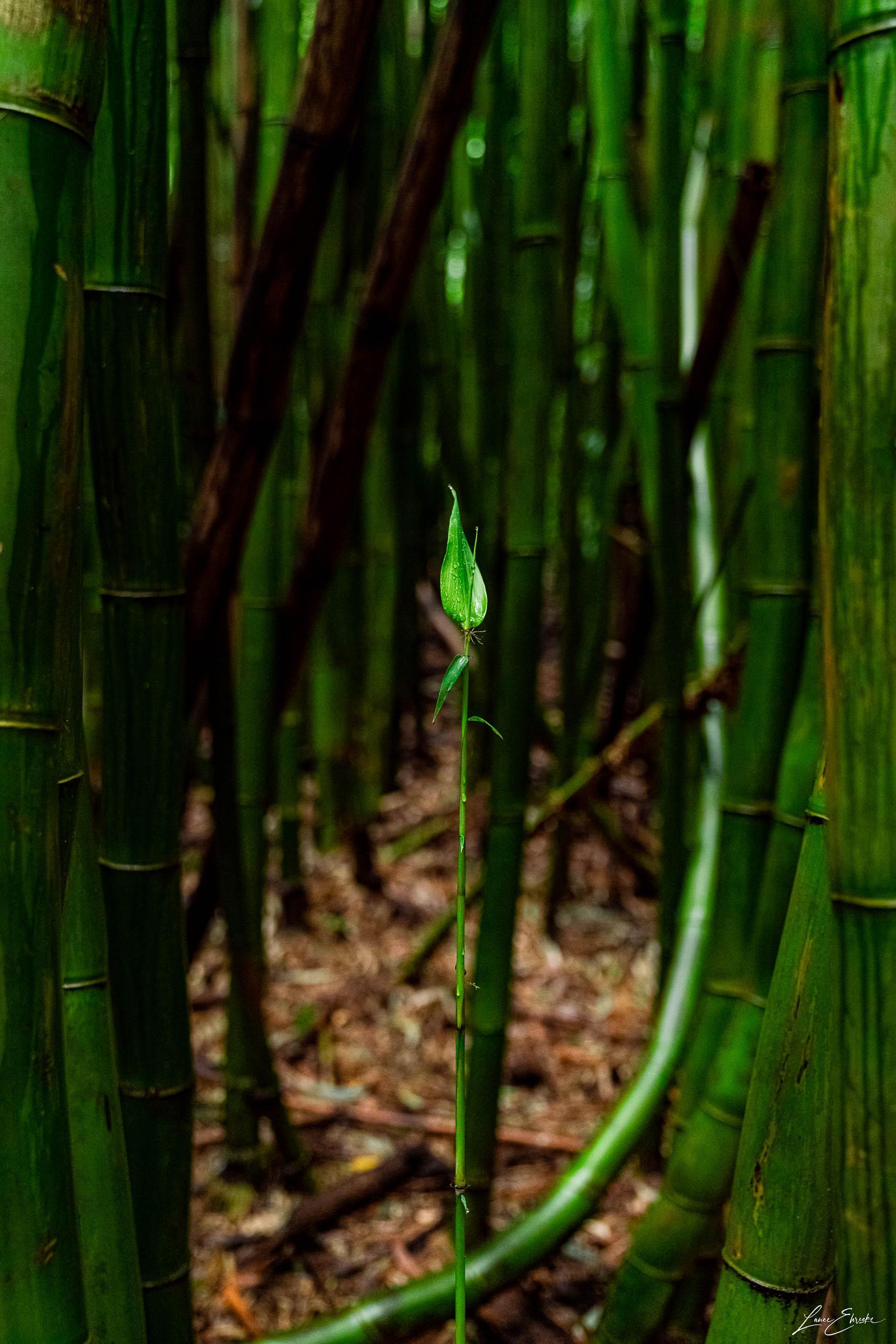 Fresh Beginnings - Maui Fine Art Collective - 3500-5500, 800-3500, bamboo, Best Moments, Best Sellers, Best Wall Artwork, forest, green, hana, Hawaii, Lance Ehrecke, maui, Maui Hawaii Fine Art Photography, Maui Hawaii Wall Art, new arrivals, New Moments, open-edition, over-5500, size-16x-24, size-24-x-36, size-40-x-60, vertical