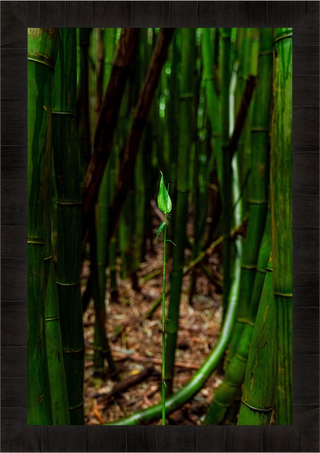 Fresh Beginnings - Maui Fine Art Collective - 3500-5500, 800-3500, bamboo, Best Moments, Best Sellers, Best Wall Artwork, forest, green, hana, Hawaii, Lance Ehrecke, maui, Maui Hawaii Fine Art Photography, Maui Hawaii Wall Art, new arrivals, New Moments, open-edition, over-5500, size-16x-24, size-24-x-36, size-40-x-60, vertical