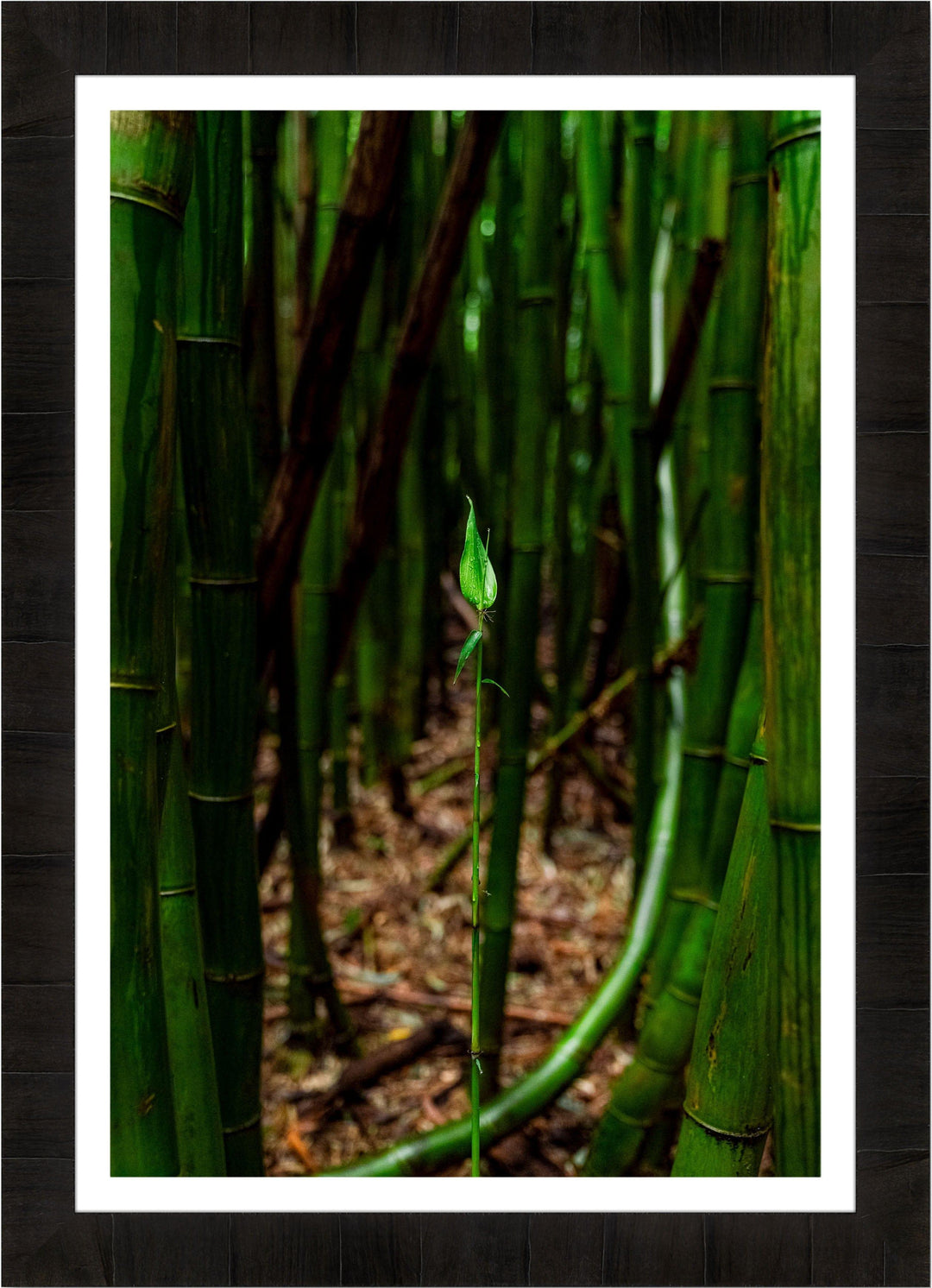 Fresh Beginnings - Maui Fine Art Collective - 3500-5500, 800-3500, bamboo, Best Moments, Best Sellers, Best Wall Artwork, forest, green, hana, Hawaii, Lance Ehrecke, maui, Maui Hawaii Fine Art Photography, Maui Hawaii Wall Art, new arrivals, New Moments, open-edition, over-5500, size-16x-24, size-24-x-36, size-40-x-60, vertical