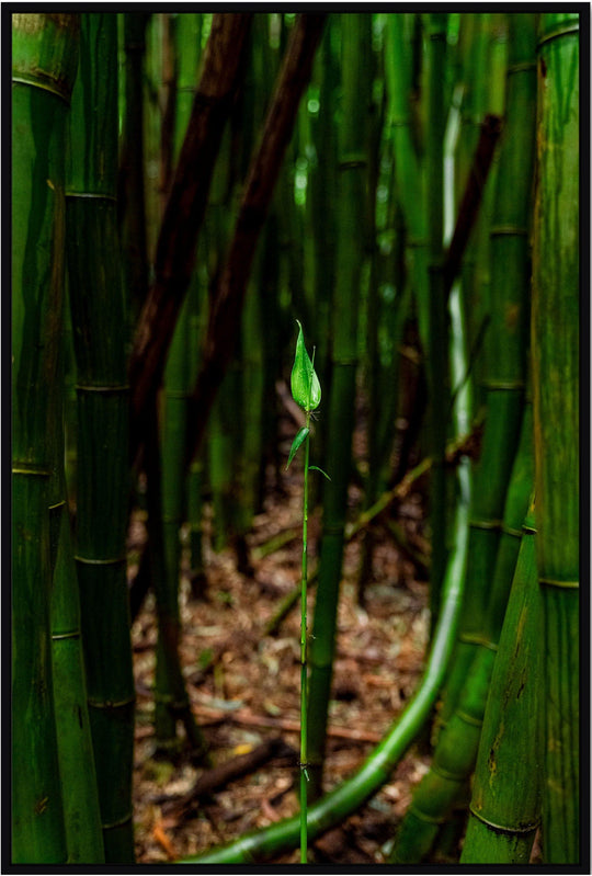 Fresh Beginnings - Maui Fine Art Collective - 3500-5500, 800-3500, bamboo, Best Moments, Best Sellers, Best Wall Artwork, forest, green, hana, Hawaii, Lance Ehrecke, maui, Maui Hawaii Fine Art Photography, Maui Hawaii Wall Art, new arrivals, New Moments, open-edition, over-5500, size-16x-24, size-24-x-36, size-40-x-60, vertical