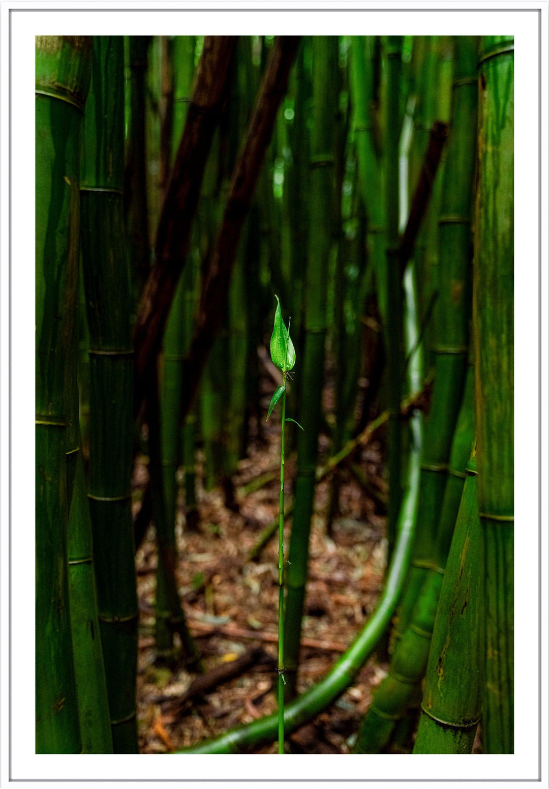 Fresh Beginnings - Maui Fine Art Collective - 3500-5500, 800-3500, bamboo, Best Moments, Best Sellers, Best Wall Artwork, forest, green, hana, Hawaii, Lance Ehrecke, maui, Maui Hawaii Fine Art Photography, Maui Hawaii Wall Art, new arrivals, New Moments, open-edition, over-5500, size-16x-24, size-24-x-36, size-40-x-60, vertical