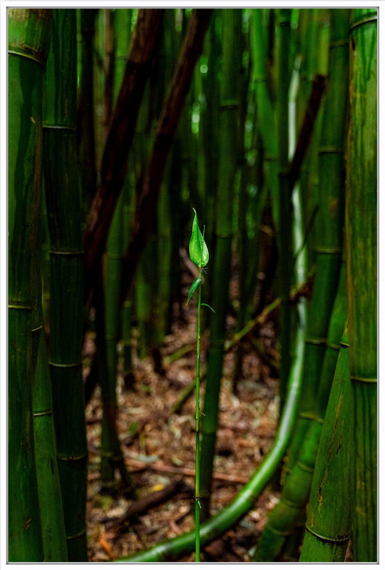 Fresh Beginnings - Maui Fine Art Collective - 3500-5500, 800-3500, bamboo, Best Moments, Best Sellers, Best Wall Artwork, forest, green, hana, Hawaii, Lance Ehrecke, maui, Maui Hawaii Fine Art Photography, Maui Hawaii Wall Art, new arrivals, New Moments, open-edition, over-5500, size-16x-24, size-24-x-36, size-40-x-60, vertical