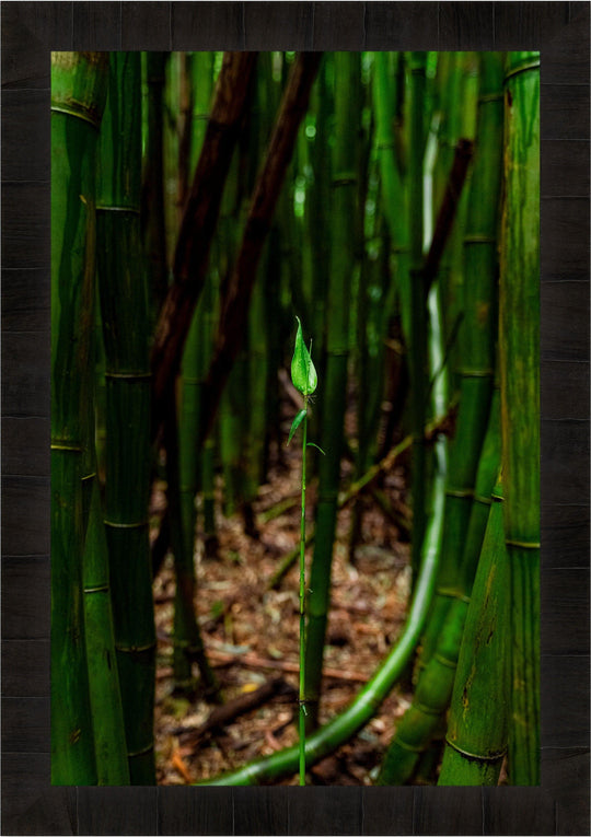 Fresh Beginnings - Living Moments Media - 3500-5500, 800-3500, bamboo, Best Moments, Best Sellers, Best Wall Artwork, forest, green, hana, Hawaii, maui, Maui Hawaii Fine Art Photography, Maui Hawaii Wall Art, new arrivals, New Moments, open-edition, over-5500, size-16x-24, size-24-x-36, size-40-x-60, vertical