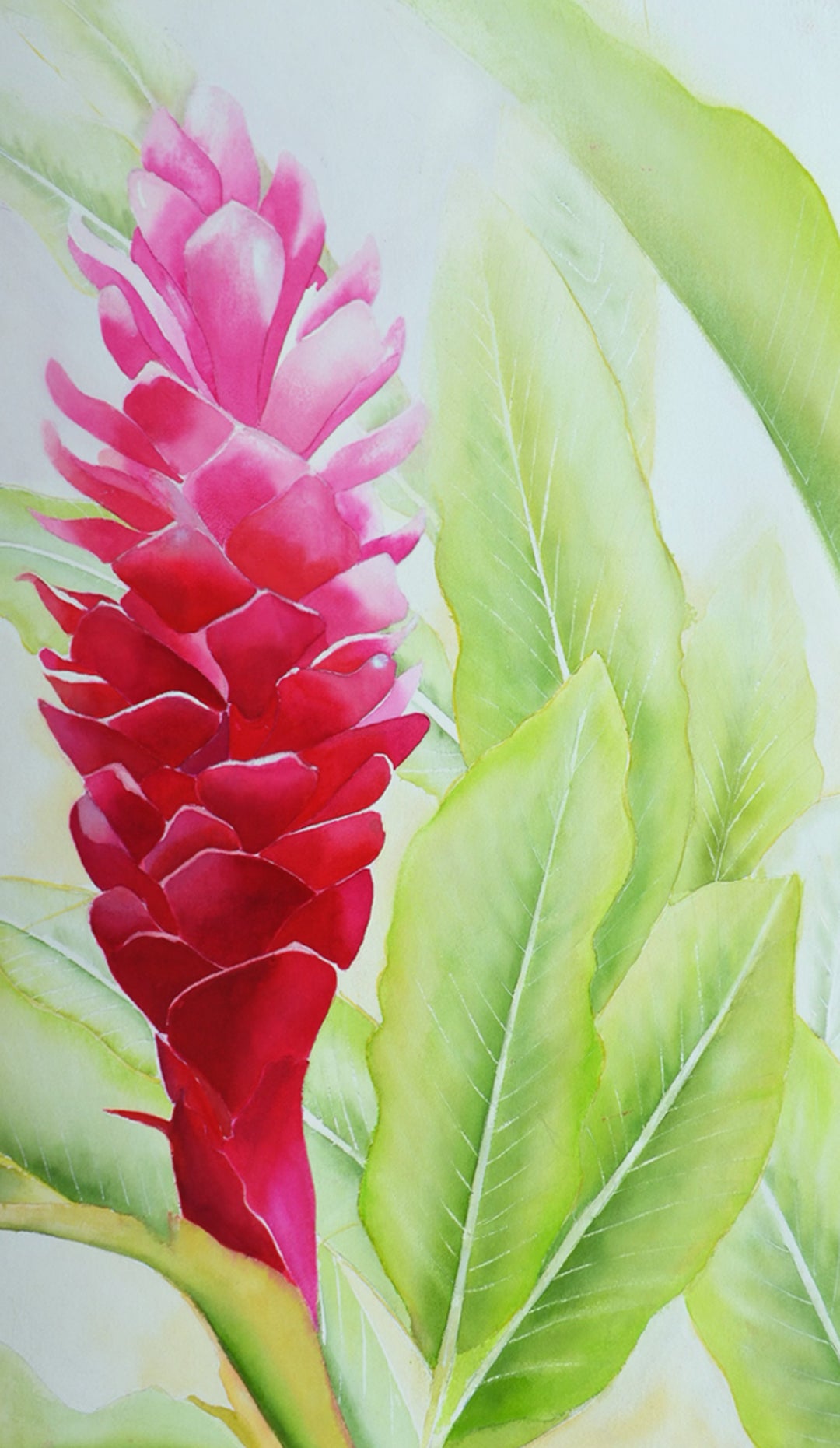 hawaii-torch-ginger-hero