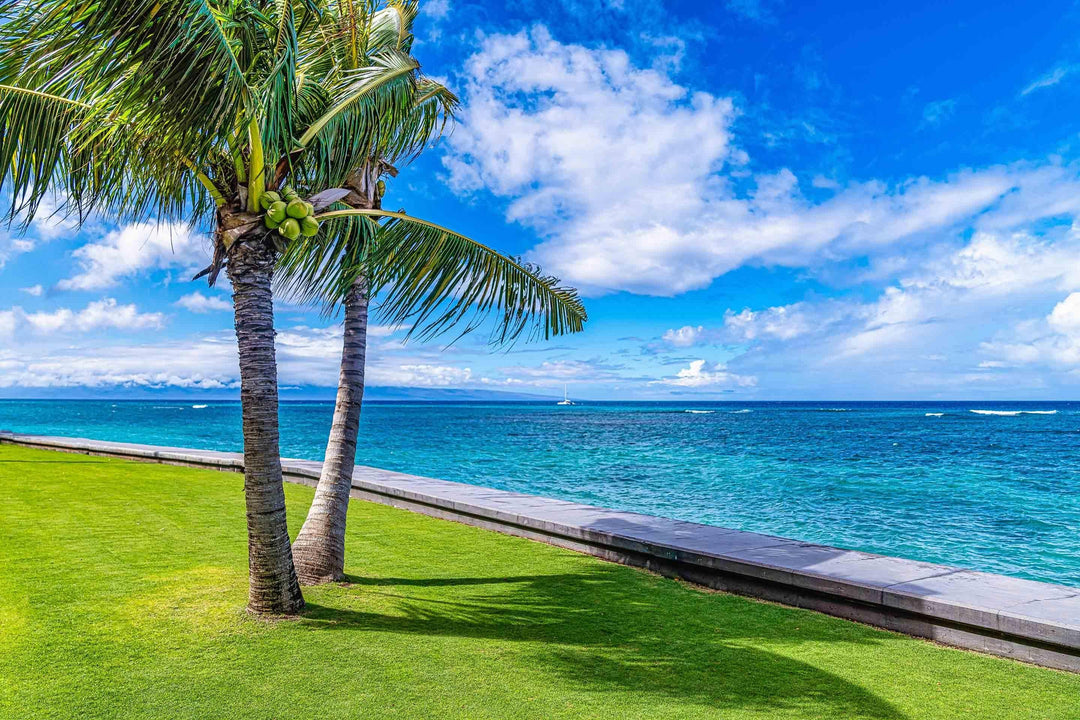 Kahana Palms - Maui Fine Art Collective - 3500-5500, 800-3500, beach, Best Wall Artwork, blue, clouds, green, Hawaii, horizontal, Island, Kahana, lahaina, Lance Ehrecke, maui, Maui Hawaii Fine Art Photography, Maui Hawaii Wall Art, ocean, open-edition, over-5500, Palm Trees, palm-tree, size-16x-24, size-24-x-36, size-40-x-60, teal, Water, waves