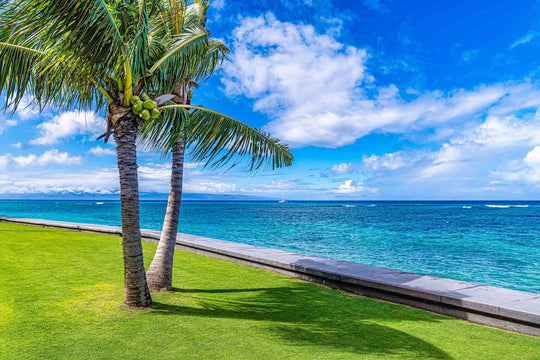 Kahana Palms - Maui Fine Art Collective - 3500-5500, 800-3500, beach, Best Wall Artwork, blue, clouds, green, Hawaii, horizontal, Island, Kahana, lahaina, Lance Ehrecke, maui, Maui Hawaii Fine Art Photography, Maui Hawaii Wall Art, ocean, open-edition, over-5500, Palm Trees, palm-tree, size-16x-24, size-24-x-36, size-40-x-60, teal, Water, waves