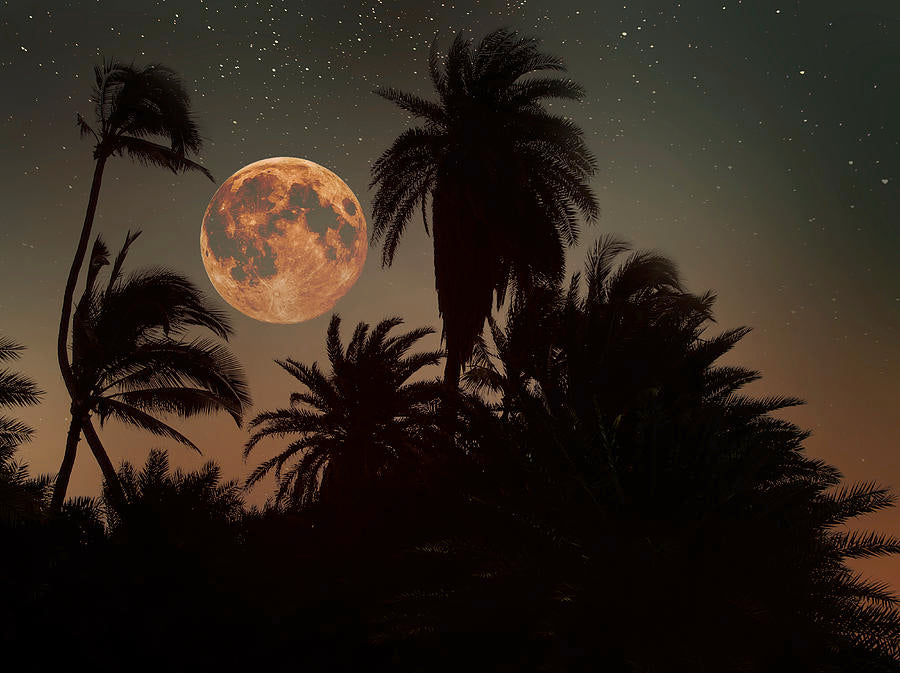 Paulo Sabado, Red Palms Gold III