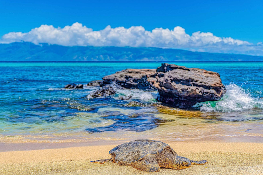 Perfect Nap - Maui Fine Art Collective - 3500-5500, 800-3500, beach, Best Wall Artwork, black, blue, clouds, Hawaii, horizontal, Island, lahaina, Lance Ehrecke, maui, Maui Hawaii Fine Art Photography, Maui Hawaii Wall Art, ocean, open-edition, over-5500, rocks, sand, size-16x-24, size-24-x-36, size-40-x-60, teal, Turtles, waves