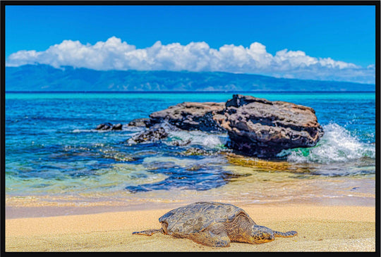 Perfect Nap - Maui Fine Art Collective - 3500-5500, 800-3500, beach, Best Wall Artwork, black, blue, clouds, Hawaii, horizontal, Island, lahaina, Lance Ehrecke, maui, Maui Hawaii Fine Art Photography, Maui Hawaii Wall Art, ocean, open-edition, over-5500, rocks, sand, size-16x-24, size-24-x-36, size-40-x-60, teal, Turtles, waves