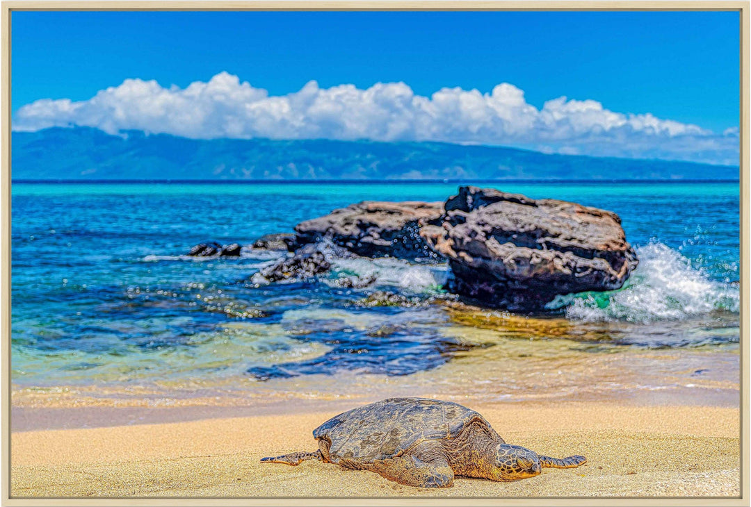 Perfect Nap - Maui Fine Art Collective - 3500-5500, 800-3500, beach, Best Wall Artwork, black, blue, clouds, Hawaii, horizontal, Island, lahaina, Lance Ehrecke, maui, Maui Hawaii Fine Art Photography, Maui Hawaii Wall Art, ocean, open-edition, over-5500, rocks, sand, size-16x-24, size-24-x-36, size-40-x-60, teal, Turtles, waves