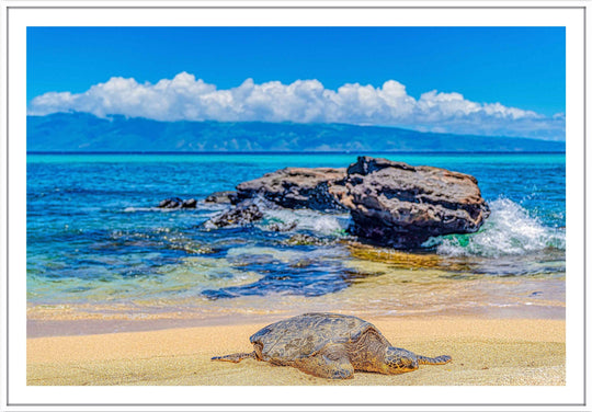 Perfect Nap - Maui Fine Art Collective - 3500-5500, 800-3500, beach, Best Wall Artwork, black, blue, clouds, Hawaii, horizontal, Island, lahaina, Lance Ehrecke, maui, Maui Hawaii Fine Art Photography, Maui Hawaii Wall Art, ocean, open-edition, over-5500, rocks, sand, size-16x-24, size-24-x-36, size-40-x-60, teal, Turtles, waves