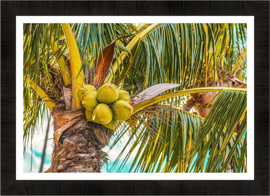 Ripe - Maui Fine Art Collective - 3500-5500, 800-3500, Best Wall Artwork, blue, Coconuts, green, Hawaii, horizontal, Island, lahaina, Lance Ehrecke, maui, Maui Hawaii Fine Art Photography, Maui Hawaii Wall Art, open-edition, over-5500, Palm Trees, palm-tree, size-16x-24, size-24-x-36, size-40-x-60