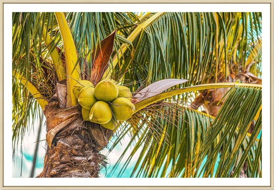 Ripe - Maui Fine Art Collective - 3500-5500, 800-3500, Best Wall Artwork, blue, Coconuts, green, Hawaii, horizontal, Island, lahaina, Lance Ehrecke, maui, Maui Hawaii Fine Art Photography, Maui Hawaii Wall Art, open-edition, over-5500, Palm Trees, palm-tree, size-16x-24, size-24-x-36, size-40-x-60