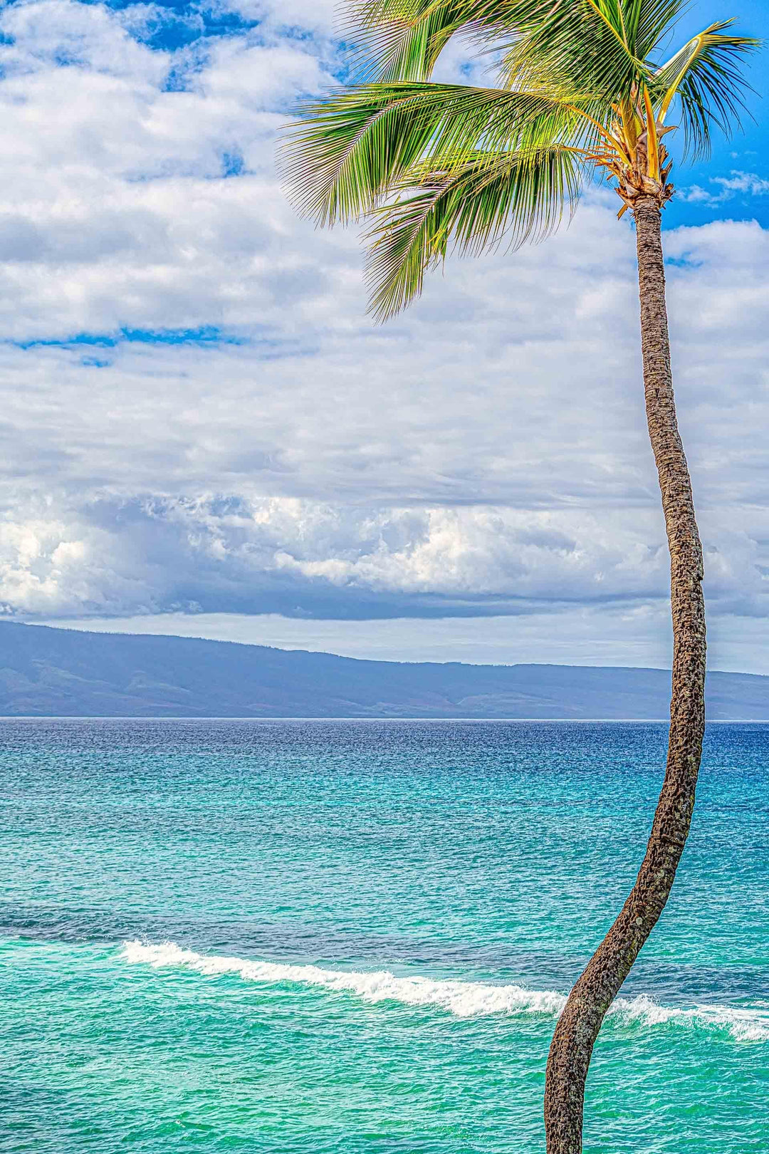 Solo - Maui Fine Art Collective - 3500-5500, 800-3500, Best Wall Artwork, blue, green, Hawaii, Island, lahaina, Lance Ehrecke, maui, Maui Hawaii Fine Art Photography, Maui Hawaii Wall Art, ocean, open-edition, over-5500, Palm Trees, palm-tree, size-16x-24, size-24-x-36, size-40-x-60, teal, vertical, Water, waves