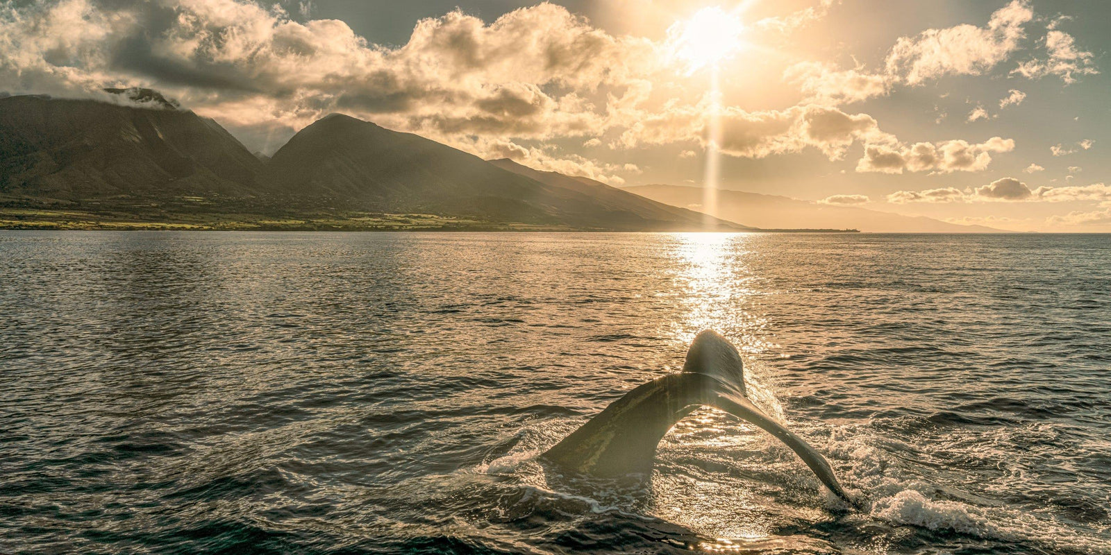 Sunrise Serenade | Lahaina's Humpback Ballet - Maui Fine Art Collective - 3500-5500, 800-3500, Acrylic, Artwork, Best Wall Artwork, black, Boat, Canvas, Coast, green, Hawaii, horizontal, Island, lahaina, Lance Ehrecke, maui, Maui Hawaii Fine Art Photography, Maui Hawaii Wall Art, Metal, Moody, Mountains, New Moments, ocean, open-edition, over-5500, panoramic, Prints, size-20-x-40, size-35-x-70, size-40-x-80, Sunrise, Visual Artwork, Water, waves, White, yellow