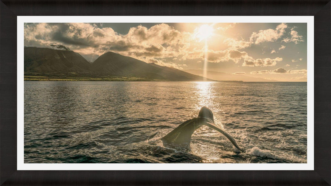 Sunrise Serenade | Lahaina's Humpback Ballet - Maui Fine Art Collective - 3500-5500, 800-3500, Acrylic, Artwork, Best Wall Artwork, black, Boat, Canvas, Coast, green, Hawaii, horizontal, Island, lahaina, Lance Ehrecke, maui, Maui Hawaii Fine Art Photography, Maui Hawaii Wall Art, Metal, Moody, Mountains, New Moments, ocean, open-edition, over-5500, panoramic, Prints, size-20-x-40, size-35-x-70, size-40-x-80, Sunrise, Visual Artwork, Water, waves, White, yellow