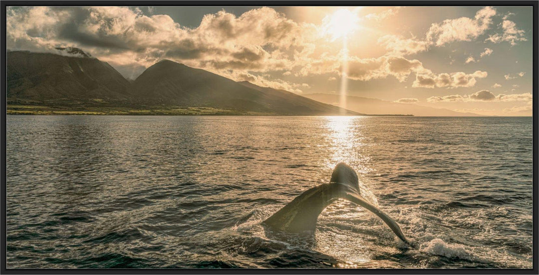 Sunrise Serenade | Lahaina's Humpback Ballet - Maui Fine Art Collective - 3500-5500, 800-3500, Acrylic, Artwork, Best Wall Artwork, black, Boat, Canvas, Coast, green, Hawaii, horizontal, Island, lahaina, Lance Ehrecke, maui, Maui Hawaii Fine Art Photography, Maui Hawaii Wall Art, Metal, Moody, Mountains, New Moments, ocean, open-edition, over-5500, panoramic, Prints, size-20-x-40, size-35-x-70, size-40-x-80, Sunrise, Visual Artwork, Water, waves, White, yellow