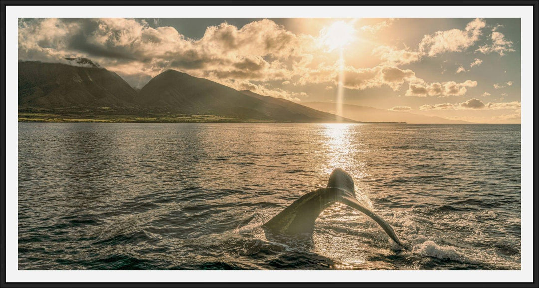 Sunrise Serenade | Lahaina's Humpback Ballet - Maui Fine Art Collective - 3500-5500, 800-3500, Acrylic, Artwork, Best Wall Artwork, black, Boat, Canvas, Coast, green, Hawaii, horizontal, Island, lahaina, Lance Ehrecke, maui, Maui Hawaii Fine Art Photography, Maui Hawaii Wall Art, Metal, Moody, Mountains, New Moments, ocean, open-edition, over-5500, panoramic, Prints, size-20-x-40, size-35-x-70, size-40-x-80, Sunrise, Visual Artwork, Water, waves, White, yellow