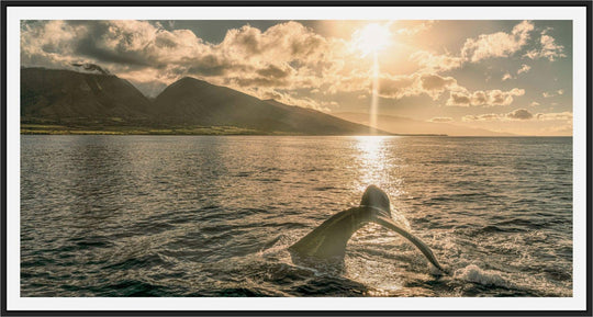 Sunrise Serenade | Lahaina's Humpback Ballet - Maui Fine Art Collective - 3500-5500, 800-3500, Acrylic, Artwork, Best Wall Artwork, black, Boat, Canvas, Coast, green, Hawaii, horizontal, Island, lahaina, Lance Ehrecke, maui, Maui Hawaii Fine Art Photography, Maui Hawaii Wall Art, Metal, Moody, Mountains, New Moments, ocean, open-edition, over-5500, panoramic, Prints, size-20-x-40, size-35-x-70, size-40-x-80, Sunrise, Visual Artwork, Water, waves, White, yellow