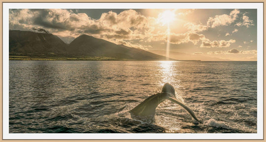 Sunrise Serenade | Lahaina's Humpback Ballet - Maui Fine Art Collective - 3500-5500, 800-3500, Acrylic, Artwork, Best Wall Artwork, black, Boat, Canvas, Coast, green, Hawaii, horizontal, Island, lahaina, Lance Ehrecke, maui, Maui Hawaii Fine Art Photography, Maui Hawaii Wall Art, Metal, Moody, Mountains, New Moments, ocean, open-edition, over-5500, panoramic, Prints, size-20-x-40, size-35-x-70, size-40-x-80, Sunrise, Visual Artwork, Water, waves, White, yellow