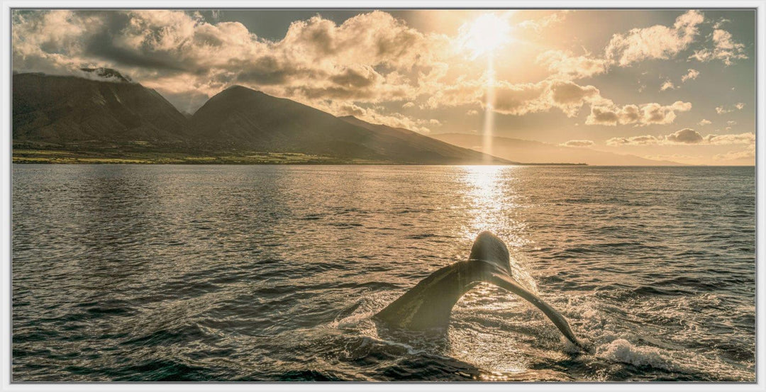 Sunrise Serenade | Lahaina's Humpback Ballet - Maui Fine Art Collective - 3500-5500, 800-3500, Acrylic, Artwork, Best Wall Artwork, black, Boat, Canvas, Coast, green, Hawaii, horizontal, Island, lahaina, Lance Ehrecke, maui, Maui Hawaii Fine Art Photography, Maui Hawaii Wall Art, Metal, Moody, Mountains, New Moments, ocean, open-edition, over-5500, panoramic, Prints, size-20-x-40, size-35-x-70, size-40-x-80, Sunrise, Visual Artwork, Water, waves, White, yellow