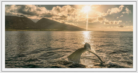 Sunrise Serenade | Lahaina's Humpback Ballet - Maui Fine Art Collective - 3500-5500, 800-3500, Acrylic, Artwork, Best Wall Artwork, black, Boat, Canvas, Coast, green, Hawaii, horizontal, Island, lahaina, Lance Ehrecke, maui, Maui Hawaii Fine Art Photography, Maui Hawaii Wall Art, Metal, Moody, Mountains, New Moments, ocean, open-edition, over-5500, panoramic, Prints, size-20-x-40, size-35-x-70, size-40-x-80, Sunrise, Visual Artwork, Water, waves, White, yellow