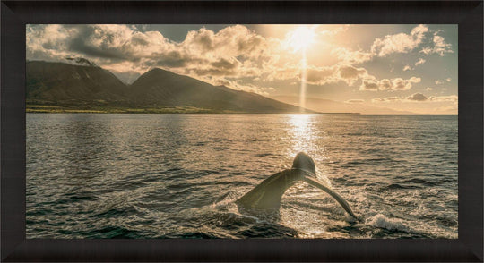 Sunrise Serenade | Lahaina's Humpback Ballet - Maui Fine Art Collective - 3500-5500, 800-3500, Acrylic, Artwork, Best Wall Artwork, black, Boat, Canvas, Coast, green, Hawaii, horizontal, Island, lahaina, Lance Ehrecke, maui, Maui Hawaii Fine Art Photography, Maui Hawaii Wall Art, Metal, Moody, Mountains, New Moments, ocean, open-edition, over-5500, panoramic, Prints, size-20-x-40, size-35-x-70, size-40-x-80, Sunrise, Visual Artwork, Water, waves, White, yellow