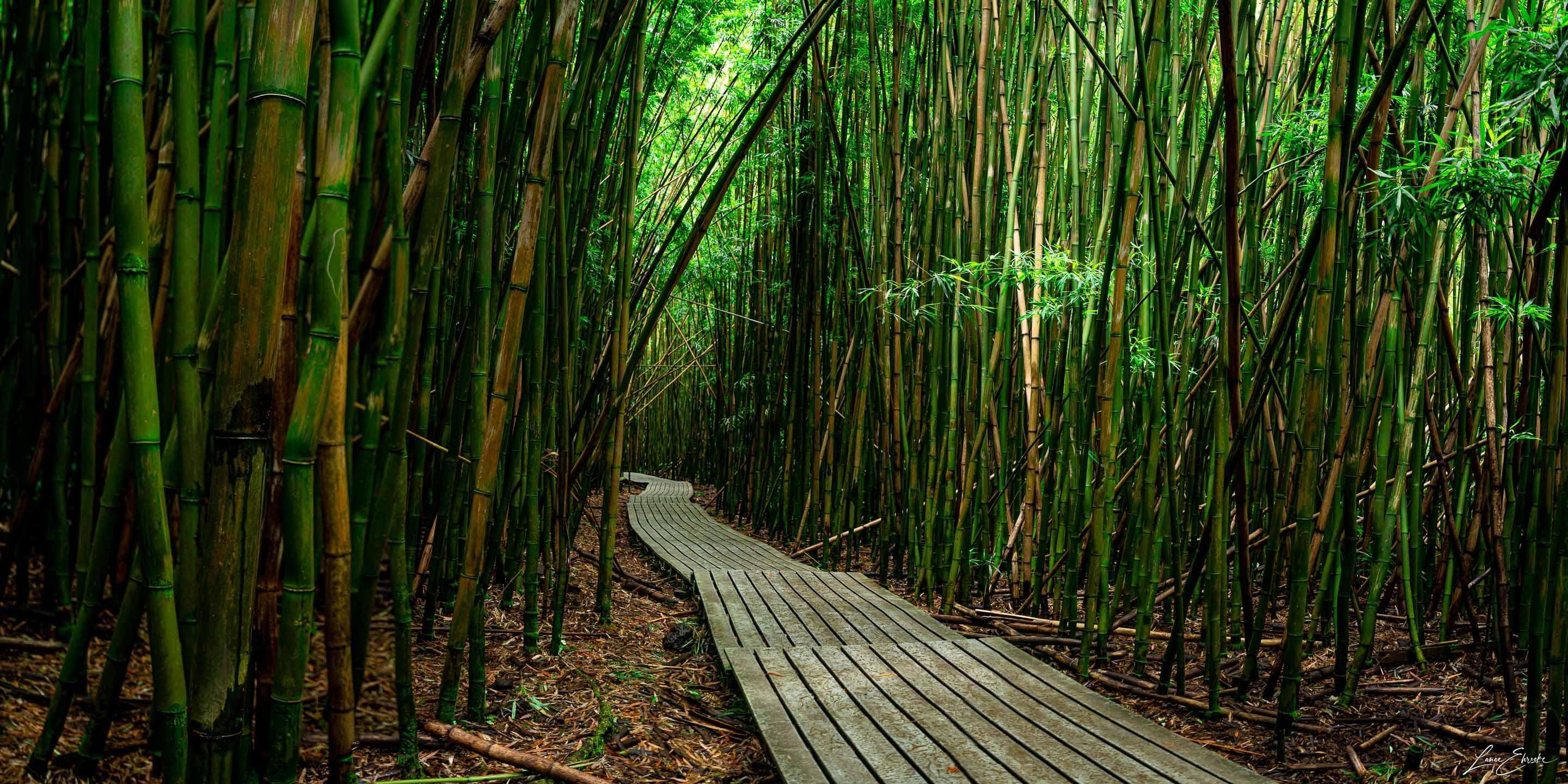 Timeless Journey - Maui Fine Art Collective - 3500-5500, 800-3500, bamboo, Best Moments, Best Sellers, Best Wall Artwork, black, forest, green, hana, Hawaii, horizontal, Island, Jungle, Lance Ehrecke, maui, Maui Hawaii Fine Art Photography, Maui Hawaii Wall Art, new arrivals, New Moments, open-edition, over-5500, panoramic, pathway, size-20-x-40, size-40-x-80, trail