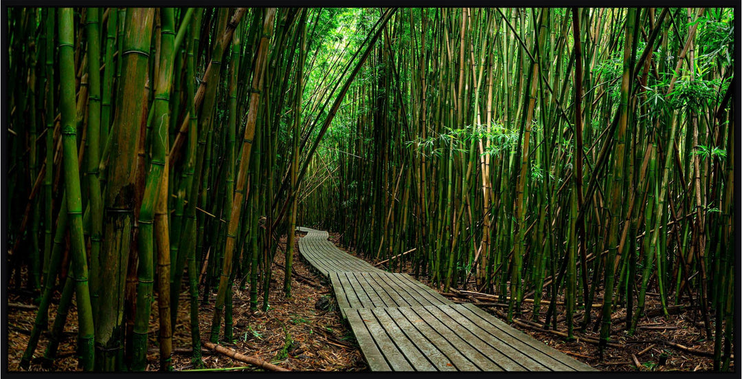 Timeless Journey - Maui Fine Art Collective - 3500-5500, 800-3500, bamboo, Best Moments, Best Sellers, Best Wall Artwork, black, forest, green, hana, Hawaii, horizontal, Island, Jungle, Lance Ehrecke, maui, Maui Hawaii Fine Art Photography, Maui Hawaii Wall Art, new arrivals, New Moments, open-edition, over-5500, panoramic, pathway, size-20-x-40, size-40-x-80, trail