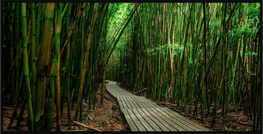 Timeless Journey - Maui Fine Art Collective - 3500-5500, 800-3500, bamboo, Best Moments, Best Sellers, Best Wall Artwork, black, forest, green, hana, Hawaii, horizontal, Island, Jungle, Lance Ehrecke, maui, Maui Hawaii Fine Art Photography, Maui Hawaii Wall Art, new arrivals, New Moments, open-edition, over-5500, panoramic, pathway, size-20-x-40, size-40-x-80, trail