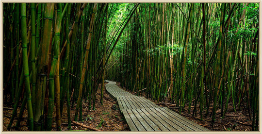 Timeless Journey - Maui Fine Art Collective - 3500-5500, 800-3500, bamboo, Best Moments, Best Sellers, Best Wall Artwork, black, forest, green, hana, Hawaii, horizontal, Island, Jungle, Lance Ehrecke, maui, Maui Hawaii Fine Art Photography, Maui Hawaii Wall Art, new arrivals, New Moments, open-edition, over-5500, panoramic, pathway, size-20-x-40, size-40-x-80, trail