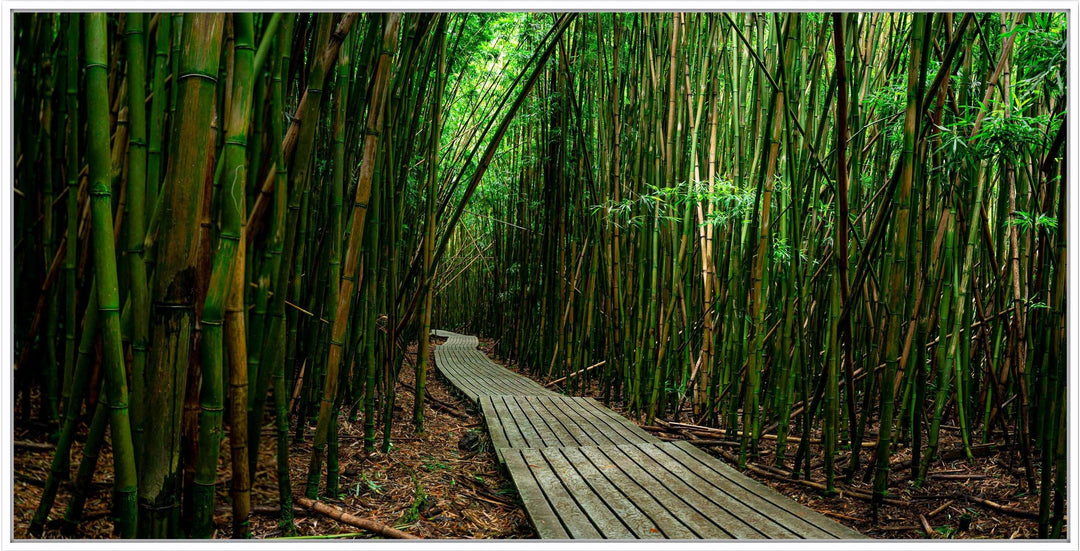 Timeless Journey - Maui Fine Art Collective - 3500-5500, 800-3500, bamboo, Best Moments, Best Sellers, Best Wall Artwork, black, forest, green, hana, Hawaii, horizontal, Island, Jungle, Lance Ehrecke, maui, Maui Hawaii Fine Art Photography, Maui Hawaii Wall Art, new arrivals, New Moments, open-edition, over-5500, panoramic, pathway, size-20-x-40, size-40-x-80, trail