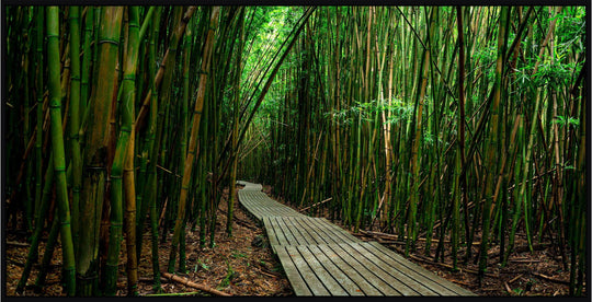 Timeless Journey - Living Moments Media - 3500-5500, 800-3500, bamboo, Best Moments, Best Sellers, Best Wall Artwork, black, forest, green, hana, Hawaii, horizontal, Island, Jungle, maui, Maui Hawaii Fine Art Photography, Maui Hawaii Wall Art, new arrivals, New Moments, open-edition, over-5500, panoramic, pathway, size-20-x-40, size-40-x-80, trail
